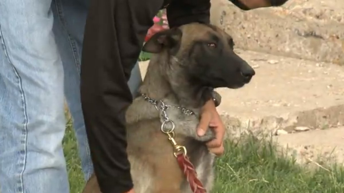 Efter att polischefen avgått tidigare i veckan är hunden Nikka den enda behöriga polisen kvar i staden Vaughn.